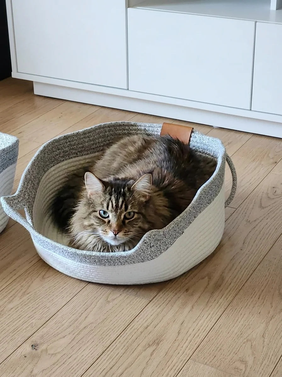 files/04_maine_coon_A.webp