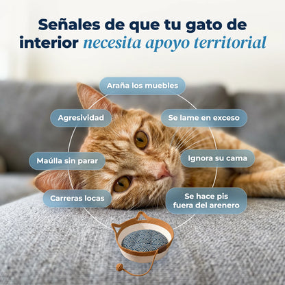 Señales de que tu gato de interior necesita apoyo territorial