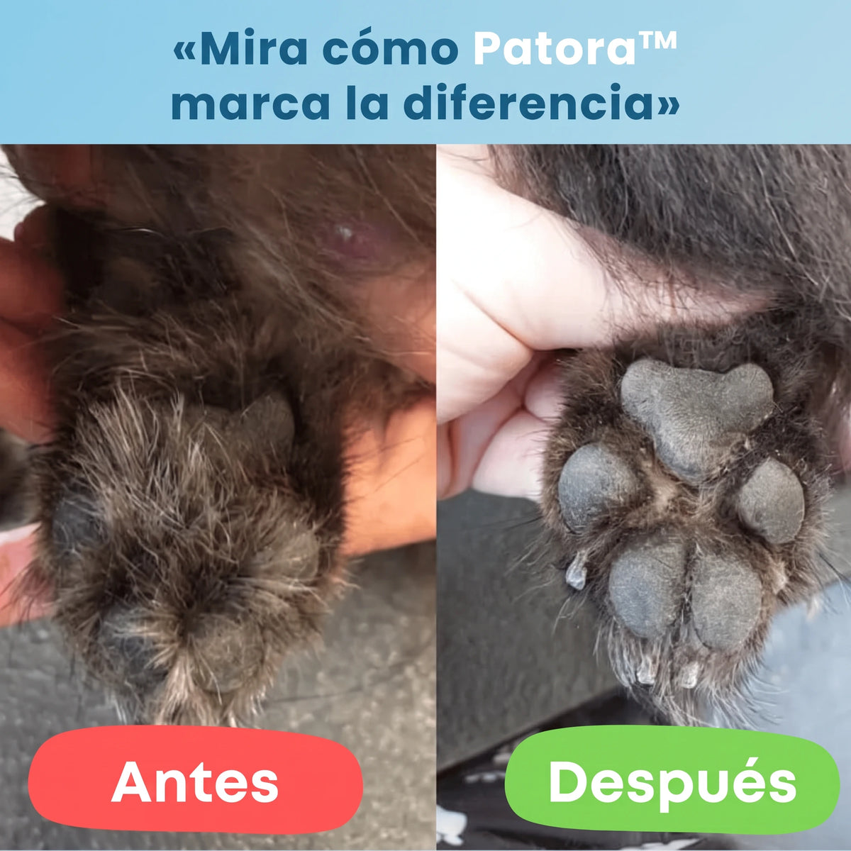Antes y despues: patas de perro cuidadas con Patora