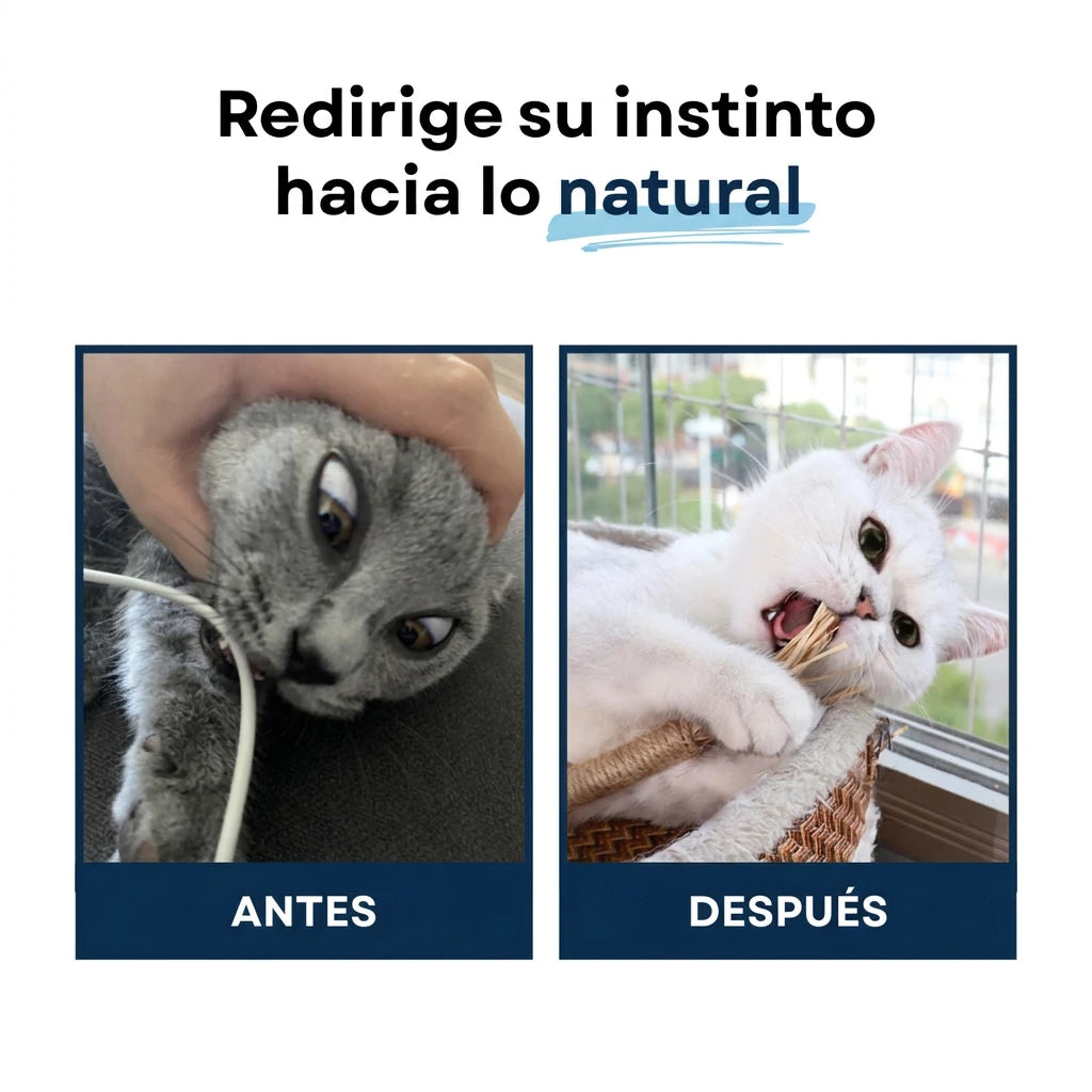 Redirige el instinto del gato hacia lo natural