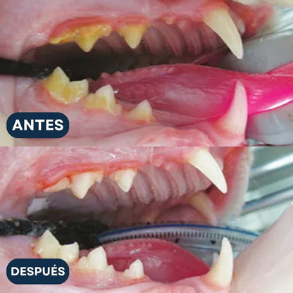 Dientes del gato antes y después